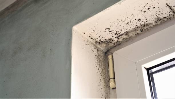 Best Mold Documentation for Insurance Claims  in Casselberry, FL